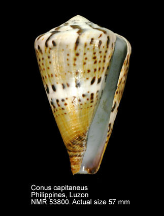 Conus capitaneus.jpg - Conus capitaneusLinnaeus,1758